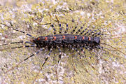 Australian House Centipede (Allothereua maculata)